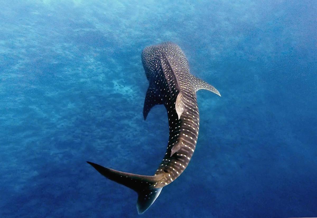 Manta Reserve Maalhos  Exterior foto